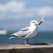 In the UK, Seagulls take away shoals of marijuana from drug addicts to get stoned