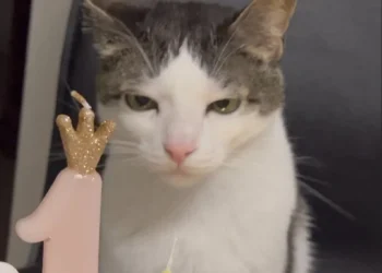 Found the most judgmental look on the Internet: a cat that doesn’t hide its opinion