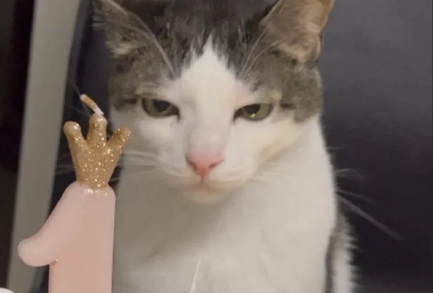 Found the most judgmental look on the Internet: a cat that doesn’t hide its opinion