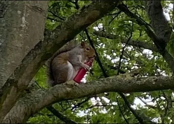 Vaper squirrel discovered in Britain