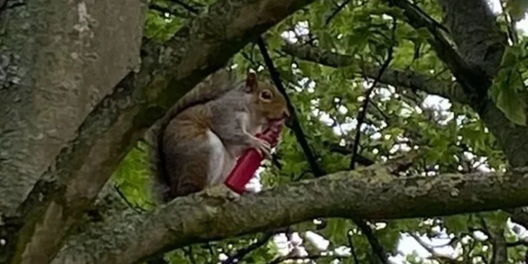 Vaper squirrel discovered in Britain