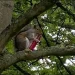 Vaper squirrel discovered in Britain