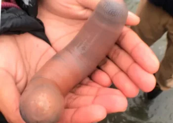 Thousands of “penis fish” washed ashore after a severe storm