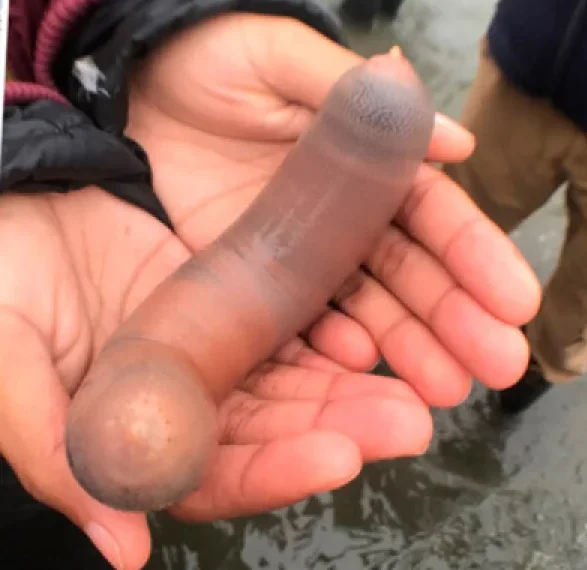Thousands of “penis fish” washed ashore after a severe storm