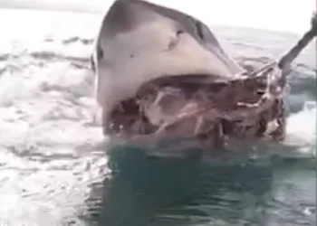 A British diver encountered a 10-foot long shark