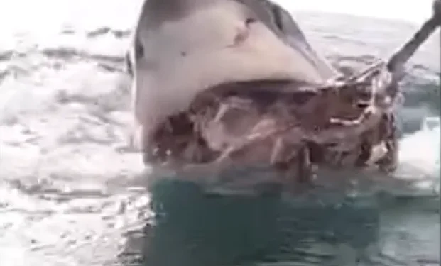 A British diver encountered a 10-foot long shark