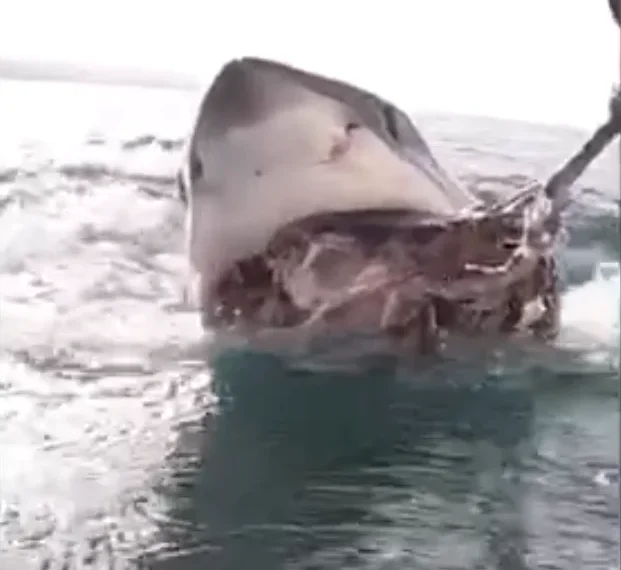 A British diver encountered a 10-foot long shark