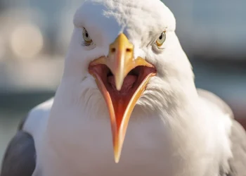 angry seagull