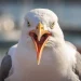 angry seagull