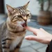 Cat bites hand