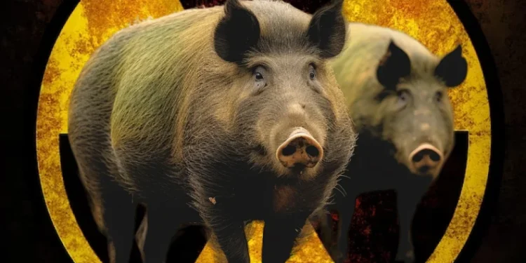 Radioactive boars wreak havoc in Germany