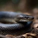 cobra