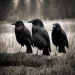 crows