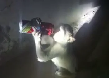 A monkey became addicted to alcohol and started robbing liquor-selling stores