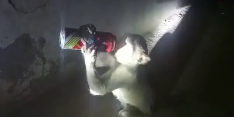 A monkey became addicted to alcohol and started robbing liquor-selling stores