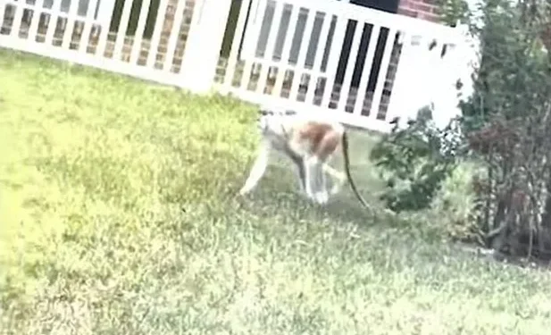 An escaped monkey was spotted drinking beer on a dumpster