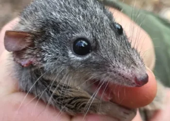Male marsupial mice give up sleep for sex and then die