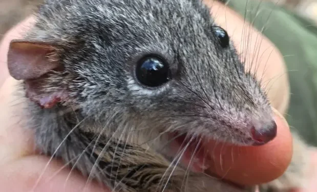 Male marsupial mice give up sleep for sex and then die