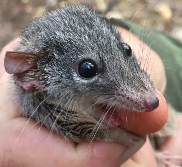 Male marsupial mice give up sleep for sex and then die