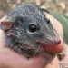 Male marsupial mice give up sleep for sex and then die