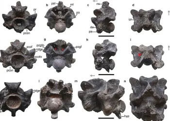 A snake the size of a bus was found