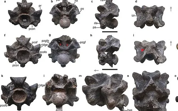 A snake the size of a bus was found